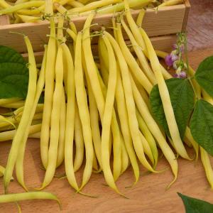 Haricot Nain Beurre de Rocquencourt